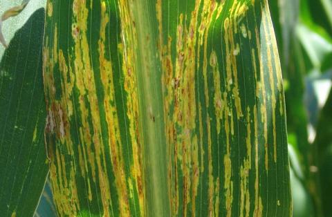 Bacterial Leaf Streak of Corn