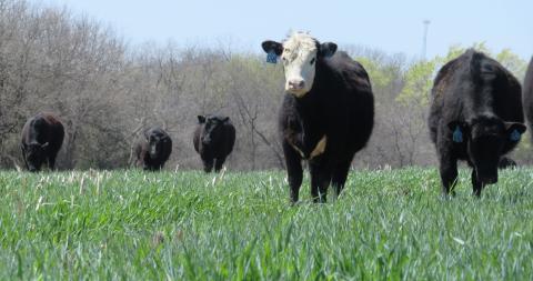 Cattle grazing cereal rye cover crop near Tecumseh on April 9, 2016. (Photo by Mary Drewnoski)
