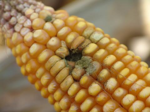 Aspergillus ear rot damage in corn