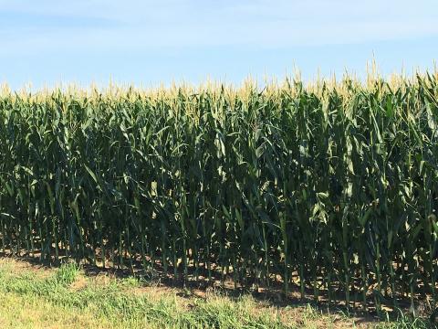 A corn field at early stages of grain filling near Saronville, Nebr.  (Photo by Agustina Diale; taken on July 27, 2016.)