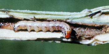 Mature stalk borer larva in corn stalk
