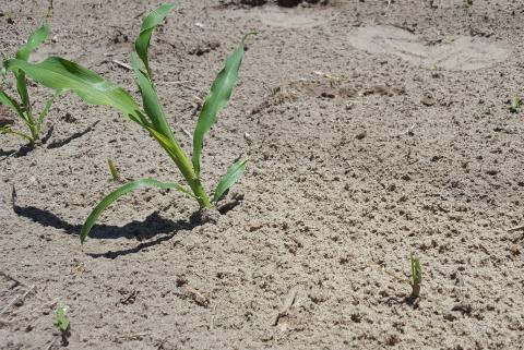 Inconsistent corn stand indicating possible seedling disease