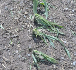 Hail-damaged corn plants