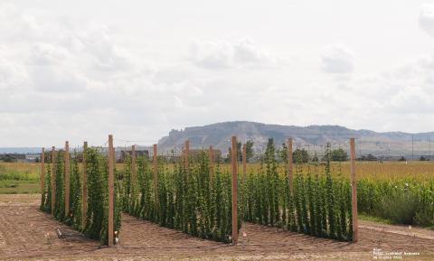 Figure 1. The hops yard at the UNL Panhandle Research and Extension Center
