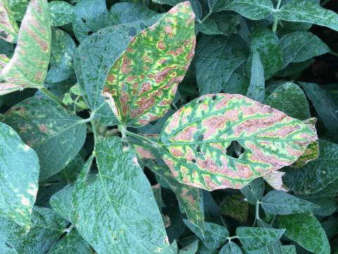 Figure 1.  Foliar symptoms of SDS start as clorotic blotches between the veins (leaves in the background) and advance to necrotic areas with bright yellow margins. Veins remain green.