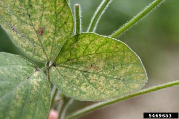 Spider mite damage to soybean leaves.