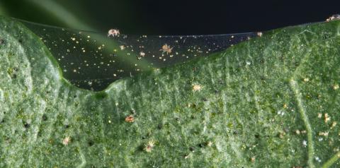 Figure 1. Twospotted spider mites on a leaf and in a web. Often spider mites may be almost imperceptible on a leaf, but before more visible against their silk-like webs. (Photos by Jim Kalisch)