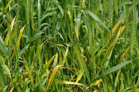 Barley yellow dwarf disease in wheat
