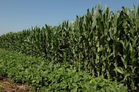 Soybean field beside a corn field