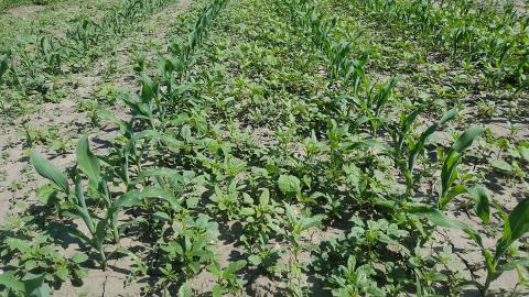Corn field with severe weed population
