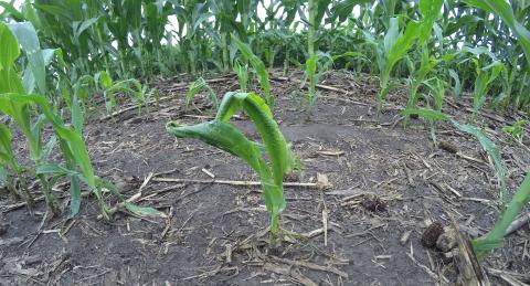 Corn with wrapped leaves in response to hail