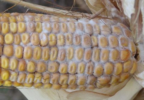 Diplodia fungus on a corn ear