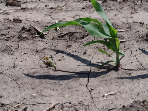 Corn seedling damage