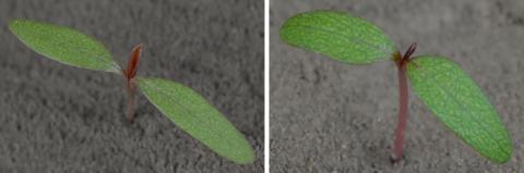 Photos of the Palmer amaranth and common waterhemp plants at cotyledon stage