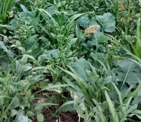 Cover Crops field trial