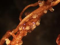 soybean cyst nematodes on soybean roots