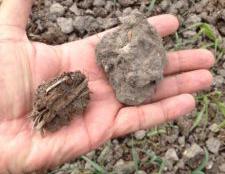 Two soil aggregates: manure (left) versus a heavy soil aggregate