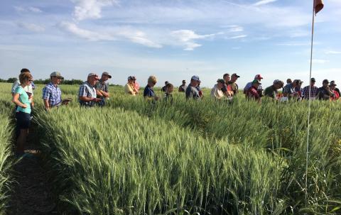 Wheat variety trial field day