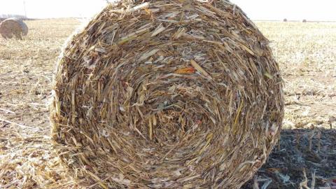 Figure 1. Corn stalk residue with downed ears, baled and ready to use. (Photo by Jenny Rees)