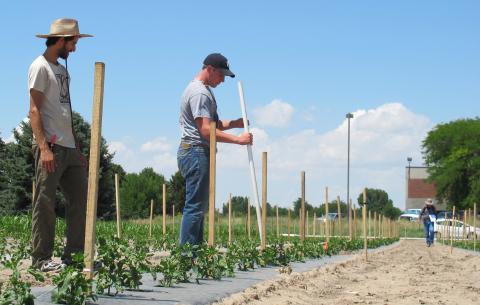 Graduate student Ben Samuelson and research technician John Stark install poles and twine for  trellising to support the young pepper plants in the research plot at Scottsbluff. Extension  Educator Gary Stone is in the background