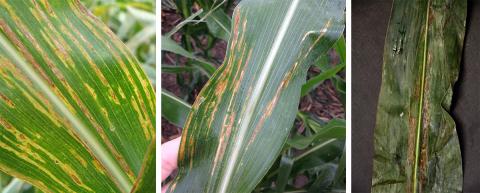 Sampling of bacterial leaf streak lesions of corn