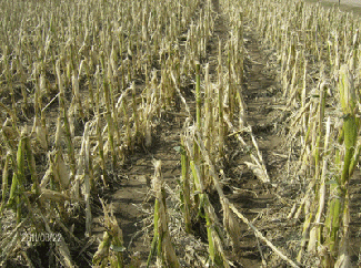 Hailed corn