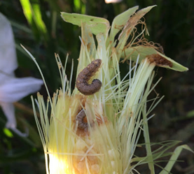 Fall armyworm and corn earworm on non-Bt corn.