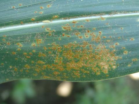 Southern rust pustules on a corn leaf