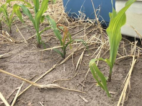 Corn damaged by wheat stem maggot
