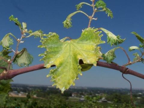 Grape leaves damaged by pesticide drift