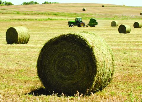 Large, round hay bales
