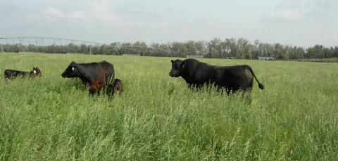 cattle grazing cool-season grasses