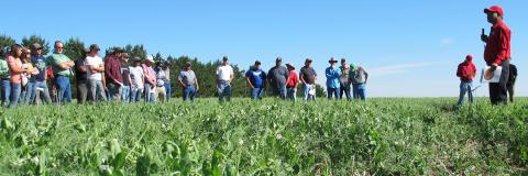 pea variety trials at the High Plains Ag Lab