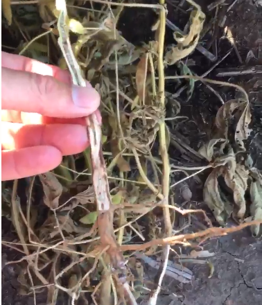 Video on identifying charcoal rot in soybean