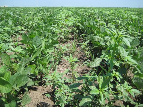 Weed escapes in soybean after preemergence application