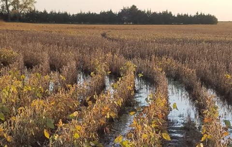 Flooded soybean field in northeast Nebraska