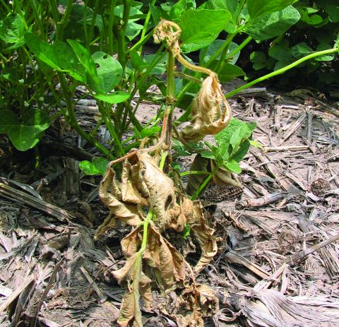 Phytophthora root and stem rot