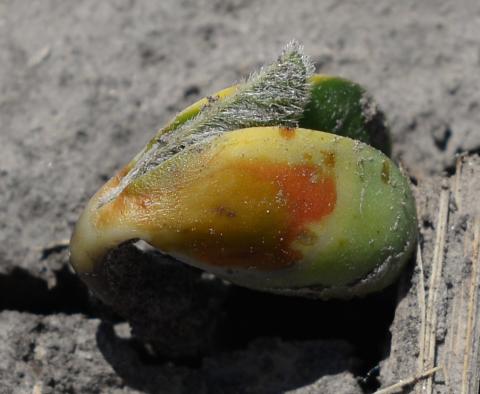 Soybean seedling damage due to PPO-inhibitor herbicide