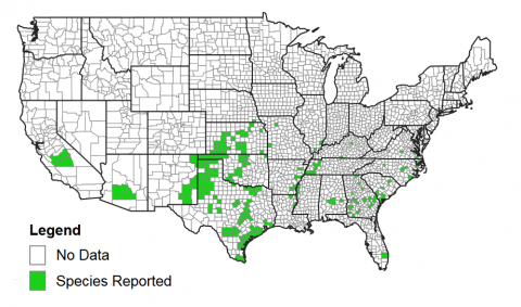 Map of counties reporting the sugarcane aphid