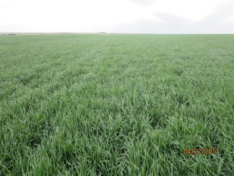 Field of wheat near McCook April 27, 2017.