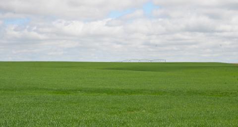 Irrigated wheat field