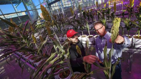 James Schnable examines a sorghum plant with Andy Benson