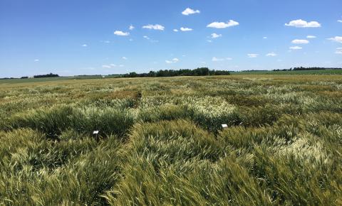 UNL variety trials conducted in eastern Nebraska are an important process to help guide grower’s variety selection.