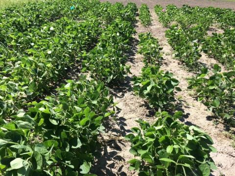 Rhizoctonia solani in soybeans. Links to full article.