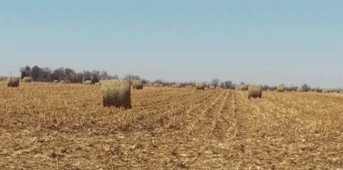 Corn field with baled residue