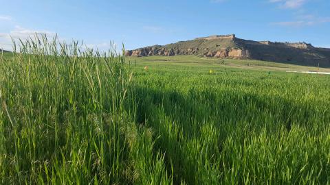 Comparison of two wheat research plots near Scottsbluff. On the left is an untreated control plot with a heavy infestation of downy brome and feral rye. On the right the same population of grassy weeds was treated with Aggressor herbicide, part of the CoAXium Wheat Production System. 