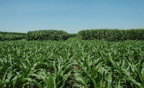Corn plots 7-9-18