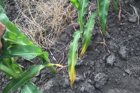 Corn leaves showing signs of nitrogen deficiency