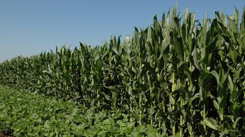 Corn and soybean fields