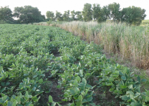 Photo of soybean and switchgrass barriers side by side.